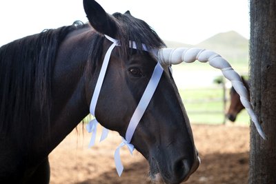 A sad looking black horse wearing a floppy fabric horn